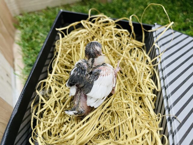 十姉妹（ジュウシマツ）