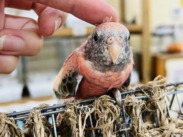 アキクサインコ（秋草インコ）