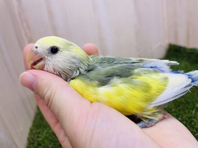 コザクラインコ（小桜インコ）