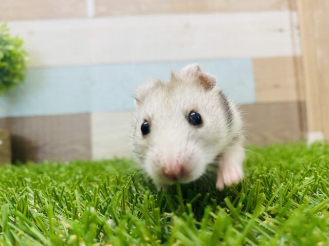 ゴールデンハムスター