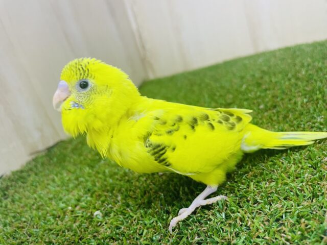 セキセイインコ