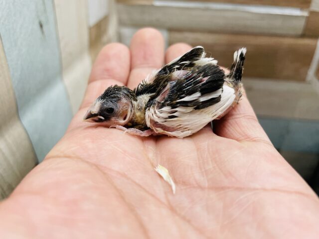 十姉妹（ジュウシマツ）