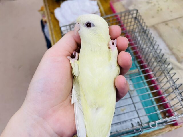 サザナミインコ