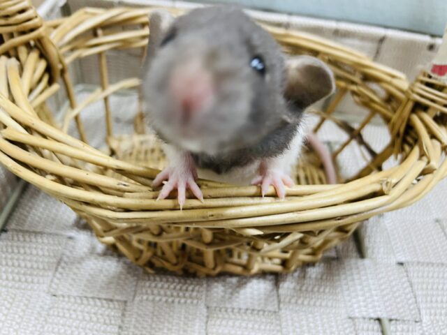 ファンシーラット