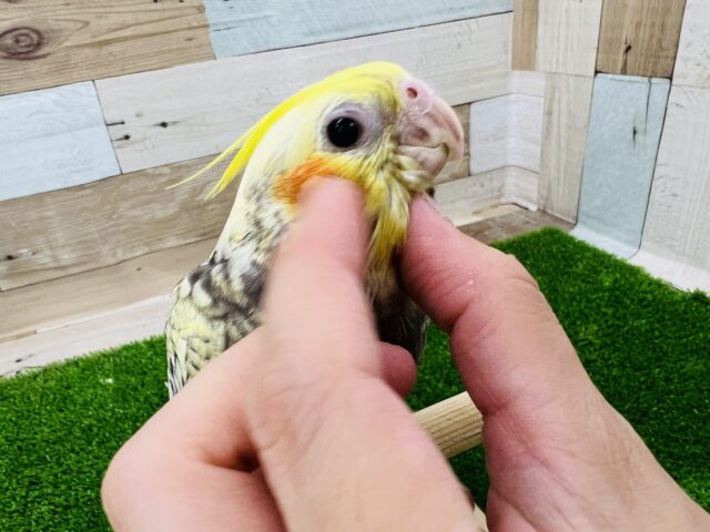 オカメインコ