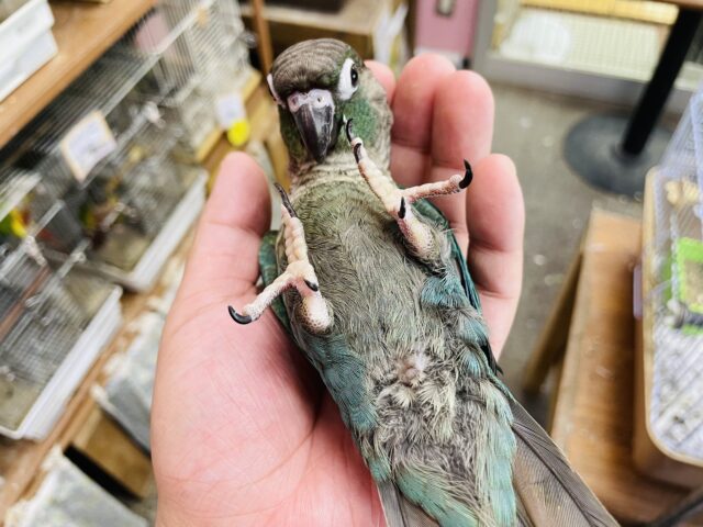 ホオミドリウロコインコ