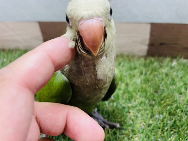 オキナインコ