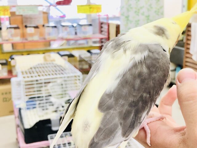 オカメインコ