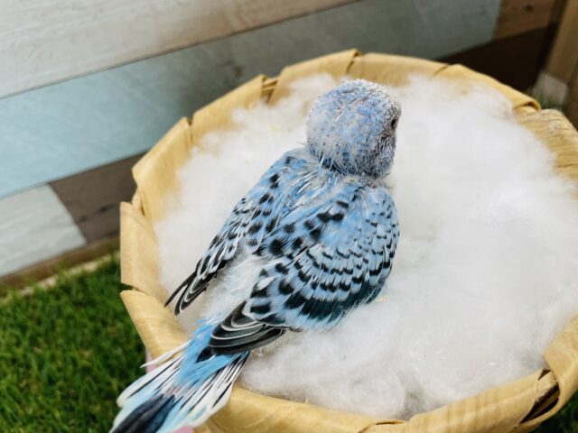 セキセイインコ