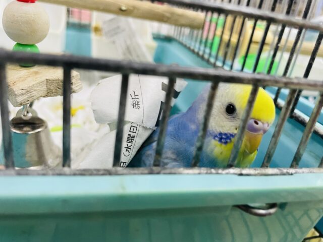 セキセイインコ