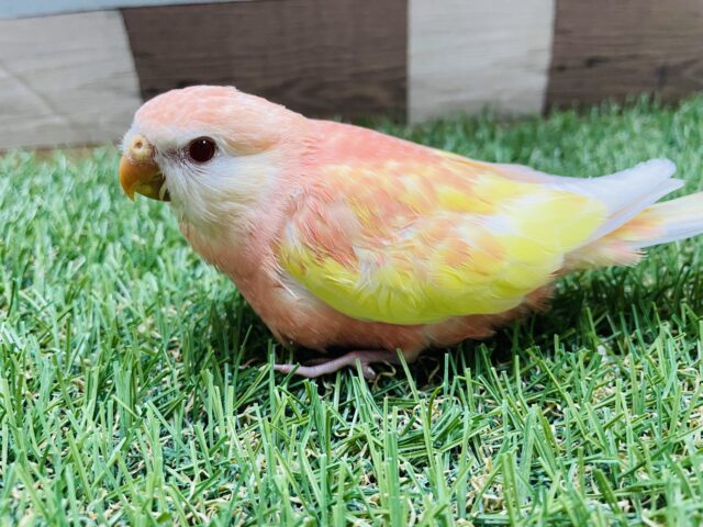 アキクサインコ（秋草インコ）