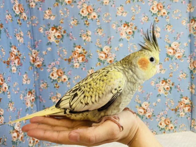 オカメインコ