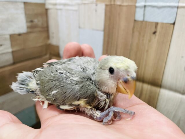 コザクラインコ（小桜インコ）