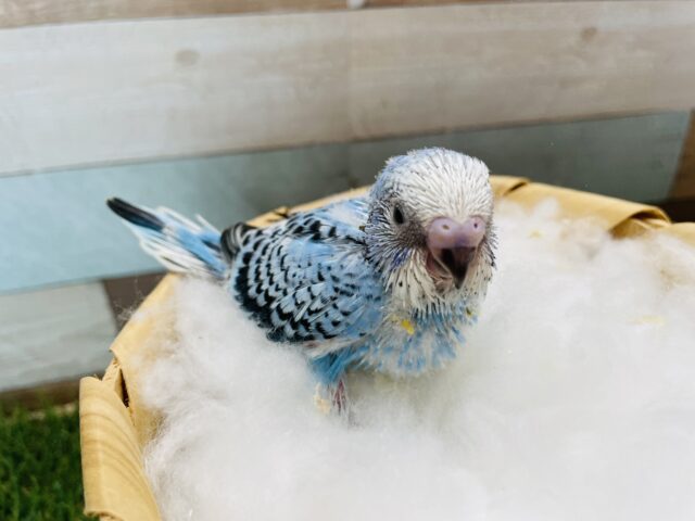 セキセイインコ