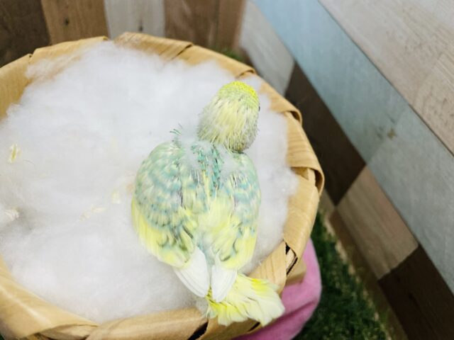 セキセイインコ