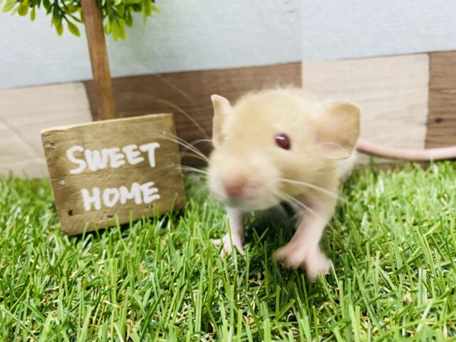 ファンシーラット