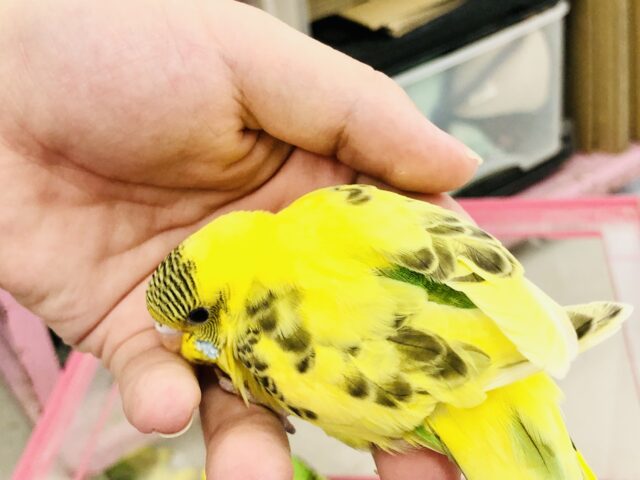 セキセイインコ