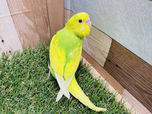 セキセイインコ