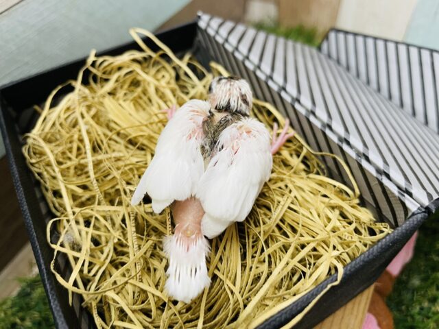 十姉妹（ジュウシマツ）