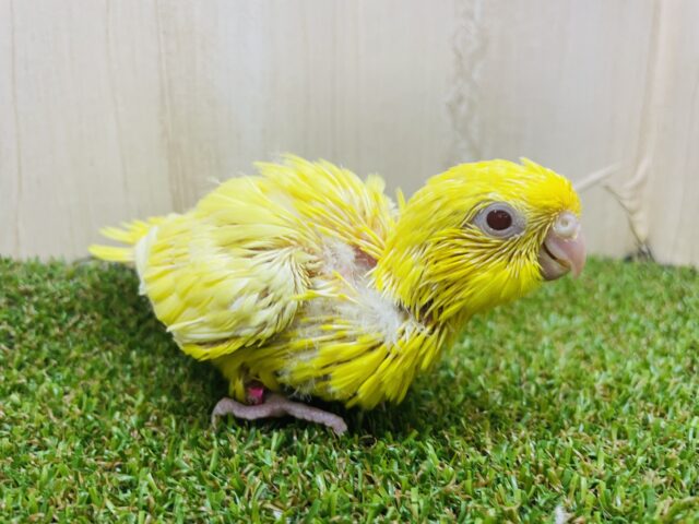 サザナミインコ