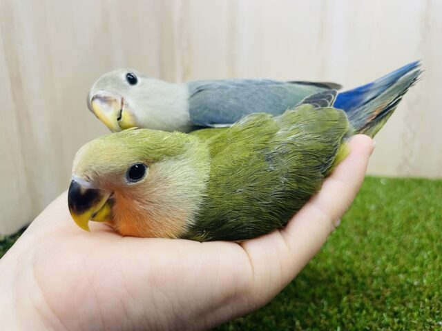 コザクラインコ（小桜インコ）