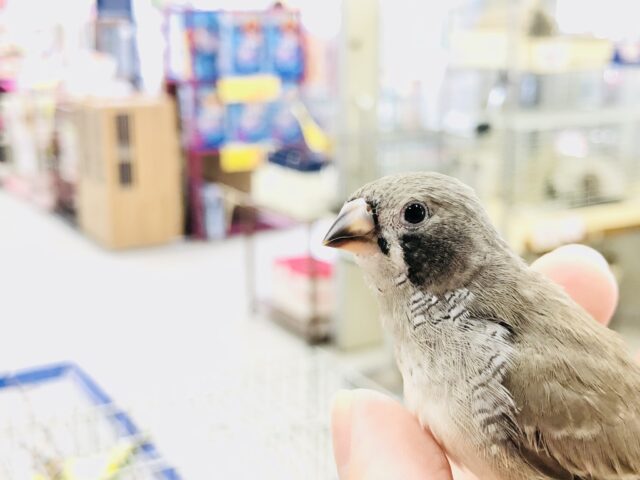 錦花鳥（キンカチョウ）