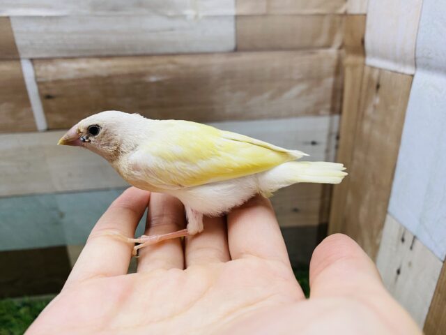 最新画像有り!サンサン☀️イエローの可愛いコ!!コキンチョウのイエロー! コキンチョウ