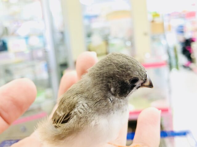 錦花鳥（キンカチョウ）