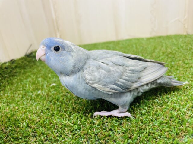 サザナミインコ