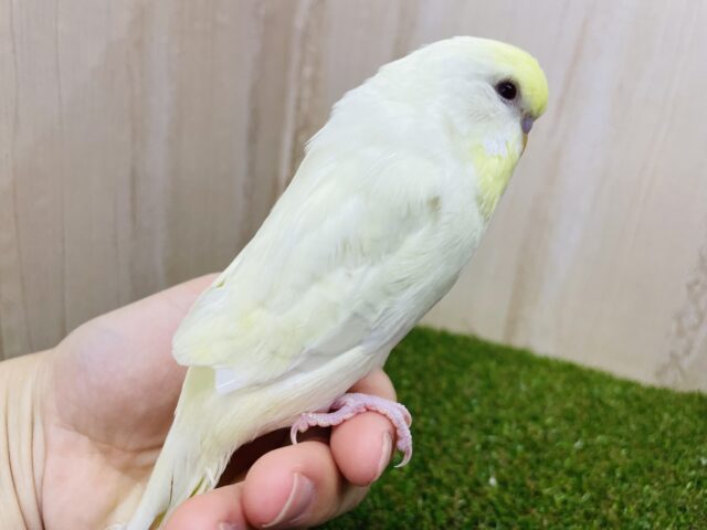 ジャンボセキセイインコ