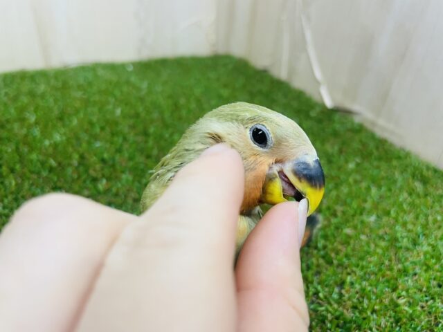 コザクラインコ（小桜インコ）