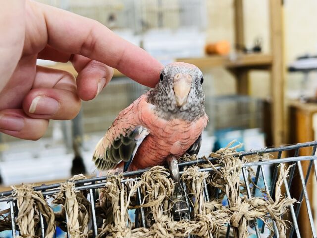 アキクサインコ（秋草インコ）