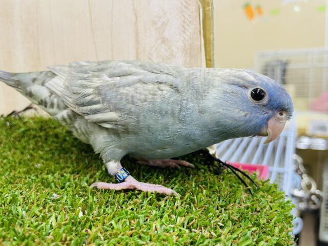 サザナミインコ