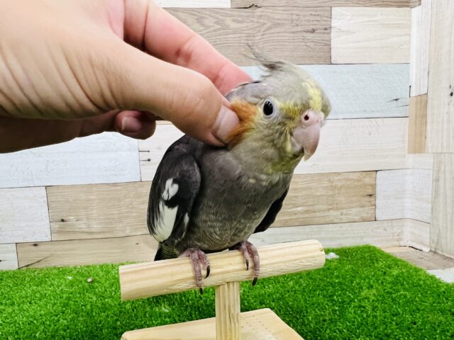 オカメインコ