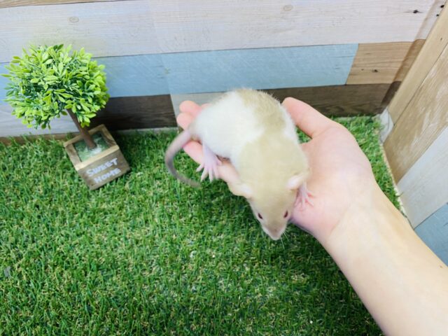 ファンシーラット