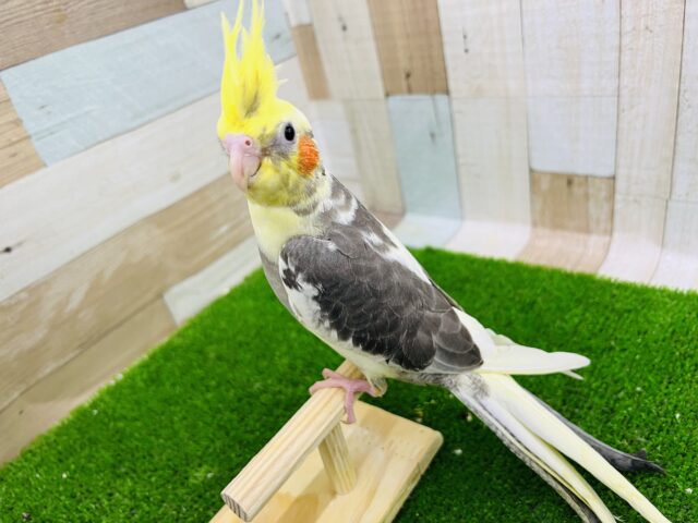 オカメインコ
