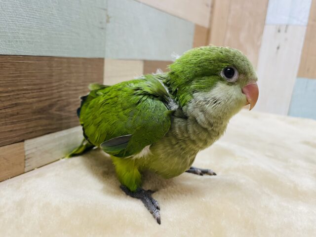 オキナインコ