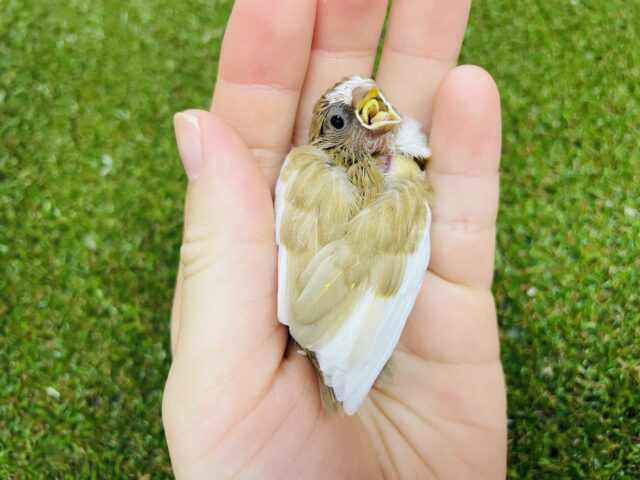 十姉妹（ジュウシマツ）