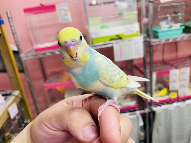 セキセイインコ