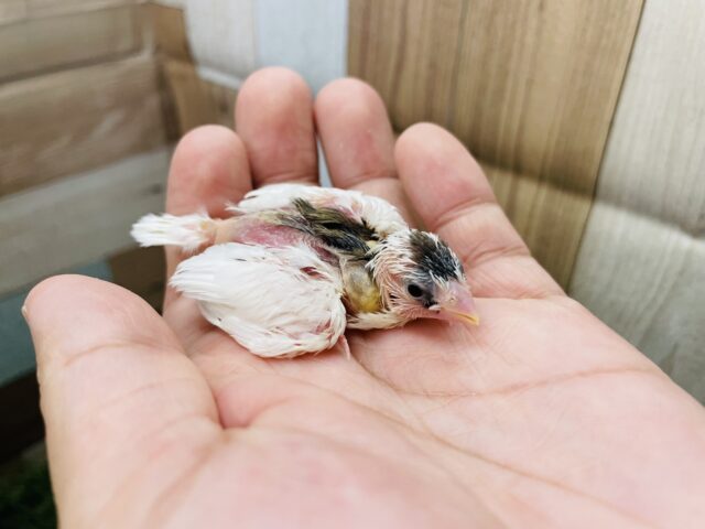 十姉妹（ジュウシマツ）