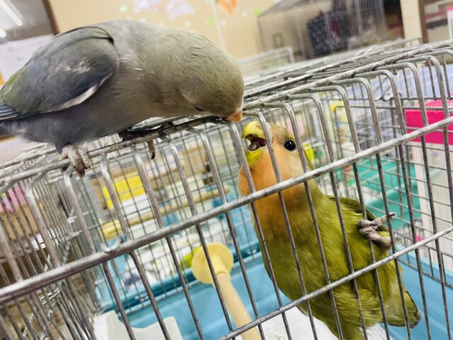 コザクラインコ（小桜インコ）