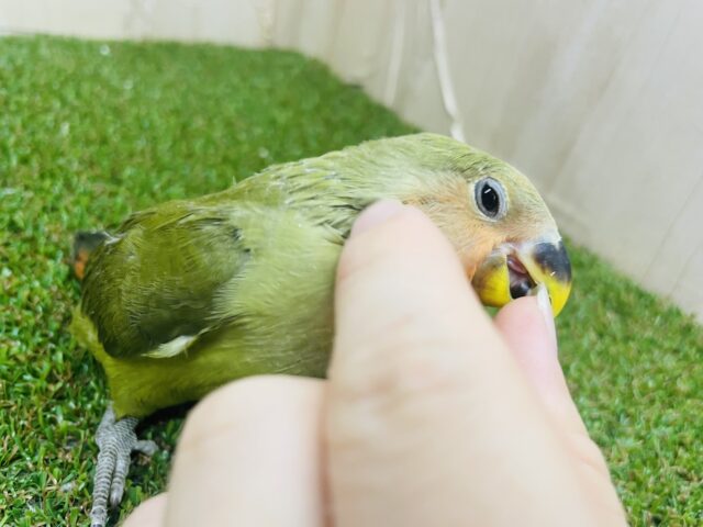 コザクラインコ（小桜インコ）