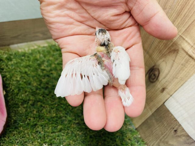 十姉妹（ジュウシマツ）