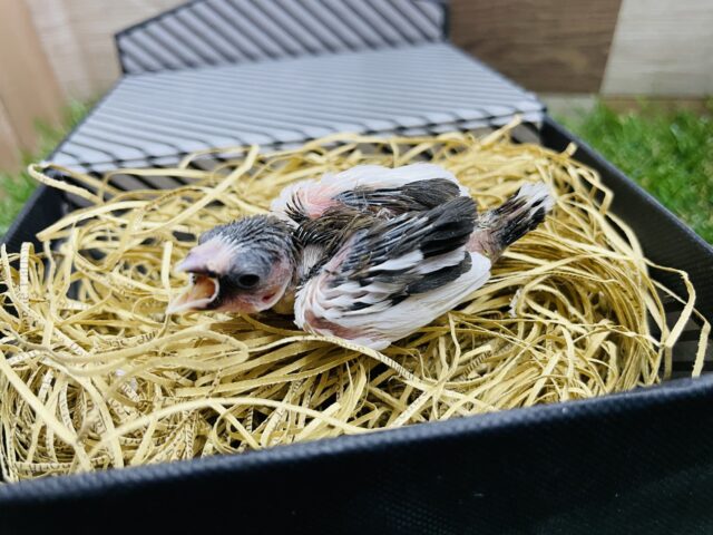 十姉妹（ジュウシマツ）