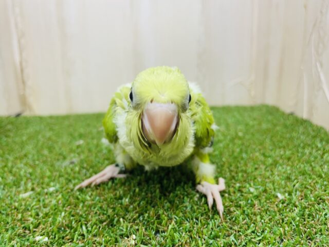 オキナインコ