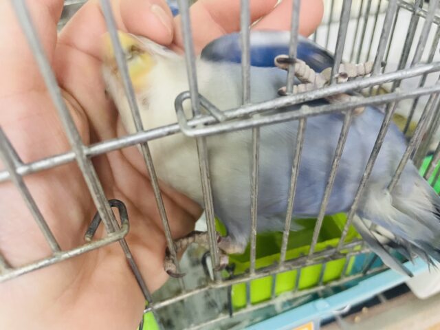 コザクラインコ（小桜インコ）