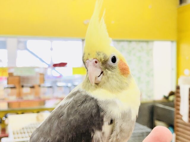 オカメインコ