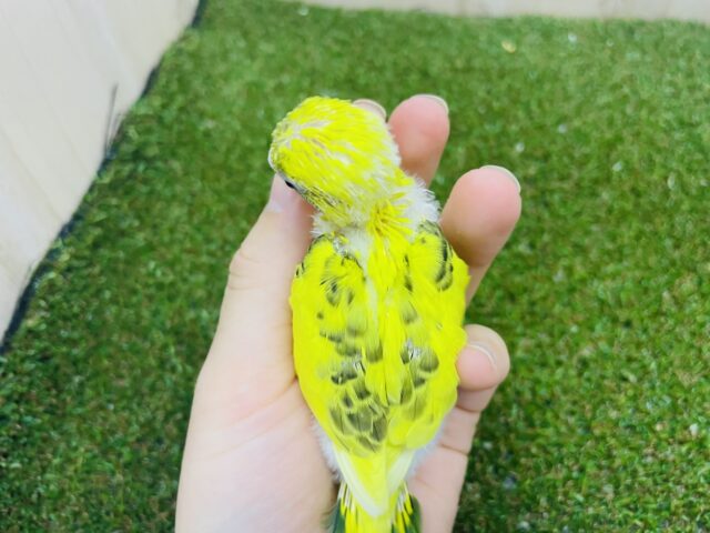 セキセイインコ