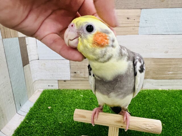 オカメインコ