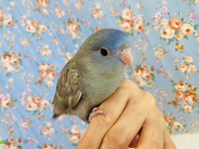 サザナミインコ